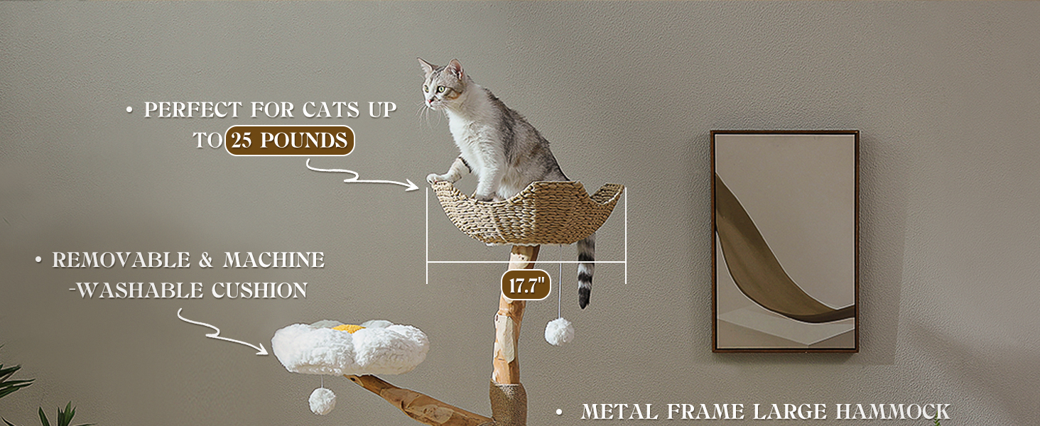 Designed for large cats, it holds 4-5 cats (25lbs each) offering a durable