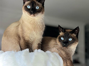 modern cat tree condo